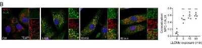 Immunocytochemistry/ Immunofluorescence: Niemann-Pick C1 Antibody - BSA Free [NB400-148]